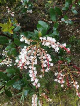 Image of Gaultheria paniculata B, L. Burtt & A. W. Hill