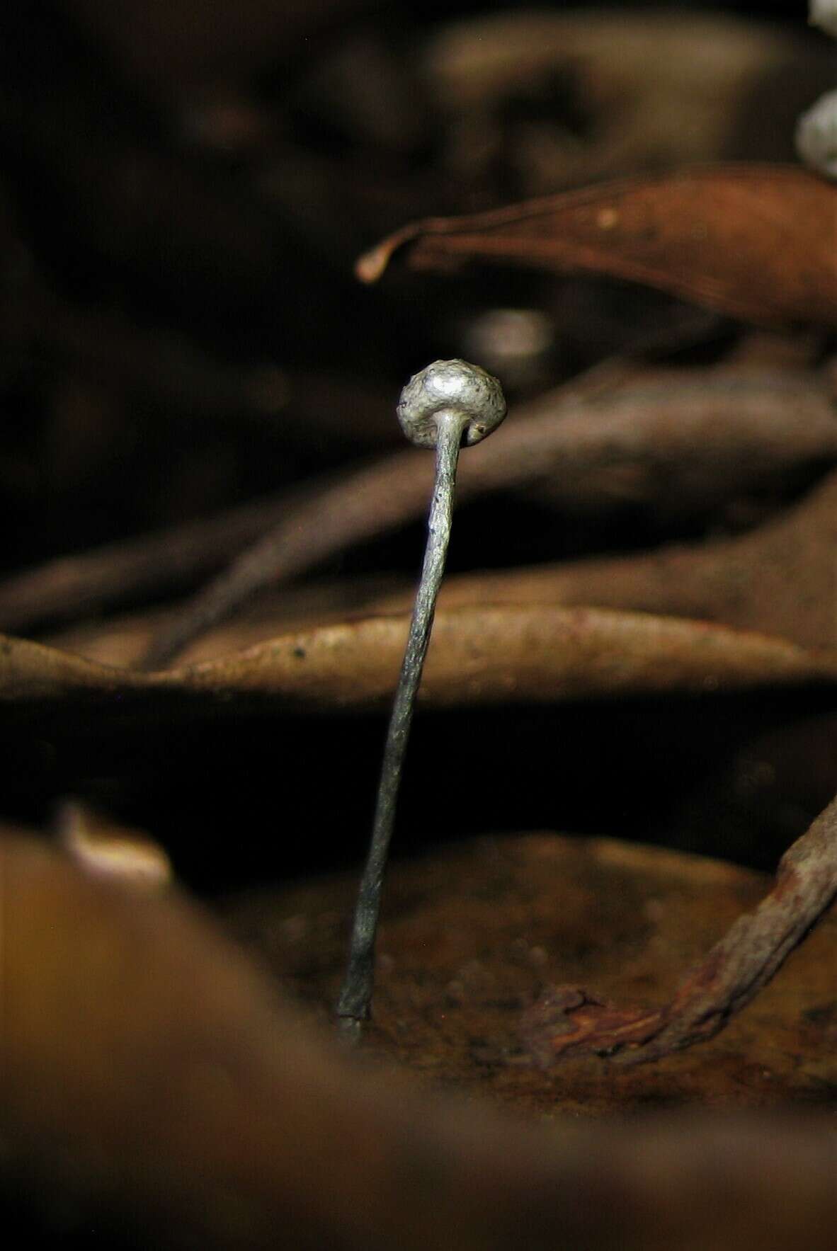 Image of Xylaria clusiae K. F. Rodrigues, J. D. Rogers & Samuels 1990