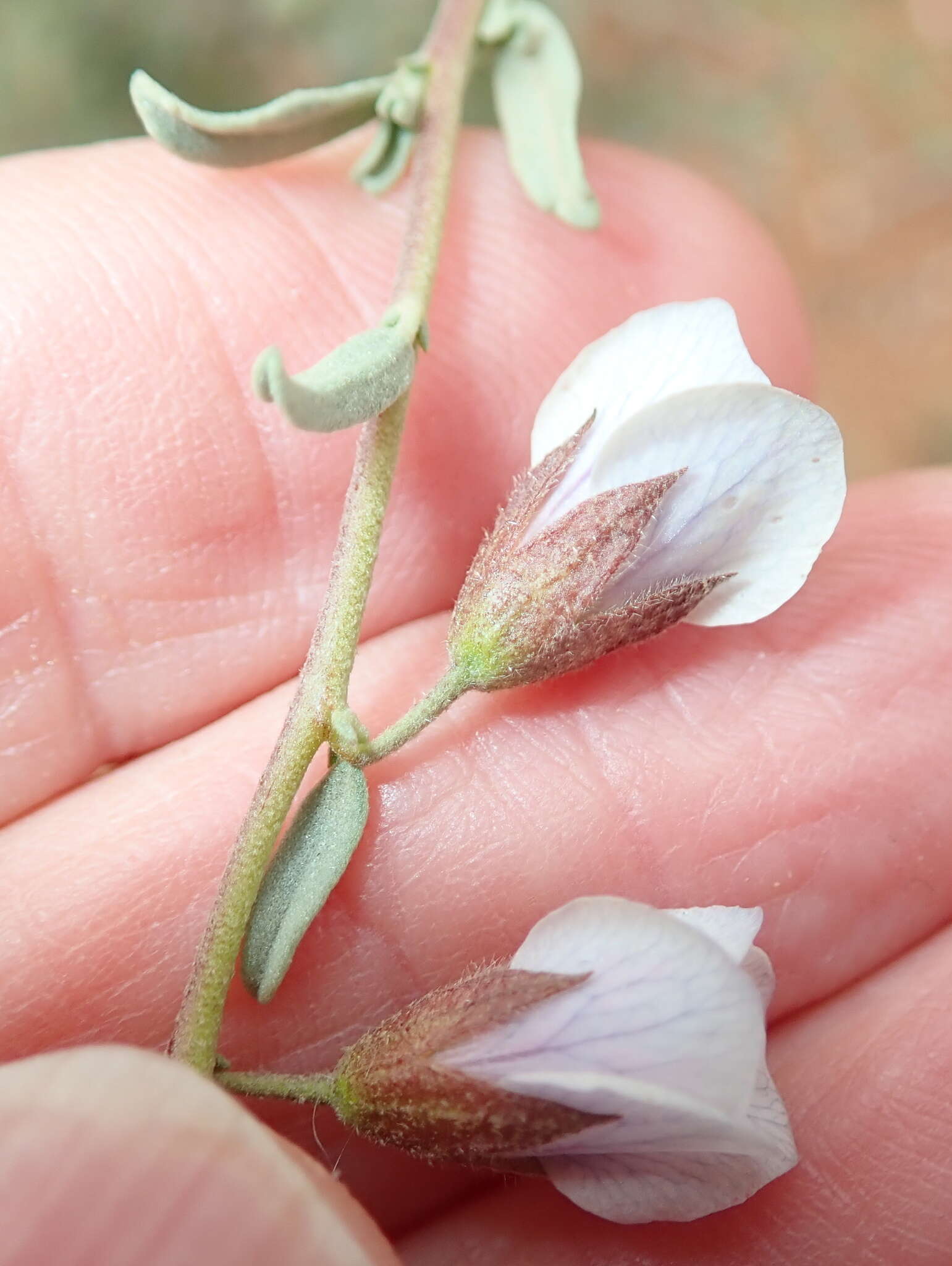 Image de Hermannia trifurca L.