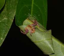 Image of Epicadus rubripes Mello-Leitão 1924