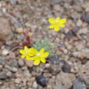 Image of golden pygmypoppy