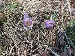 Image de Pulsatilla grandis Wenderoth