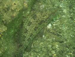 Epinephelus areolatus (Forsskål 1775) resmi