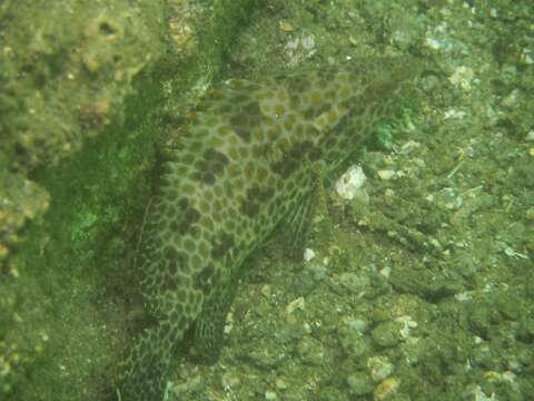 Image of Areloate grouper