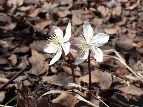 Image of Eranthis sibirica DC.