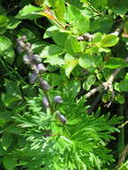 Imagem de Aconitum plicatum Koehler ex Reichb.