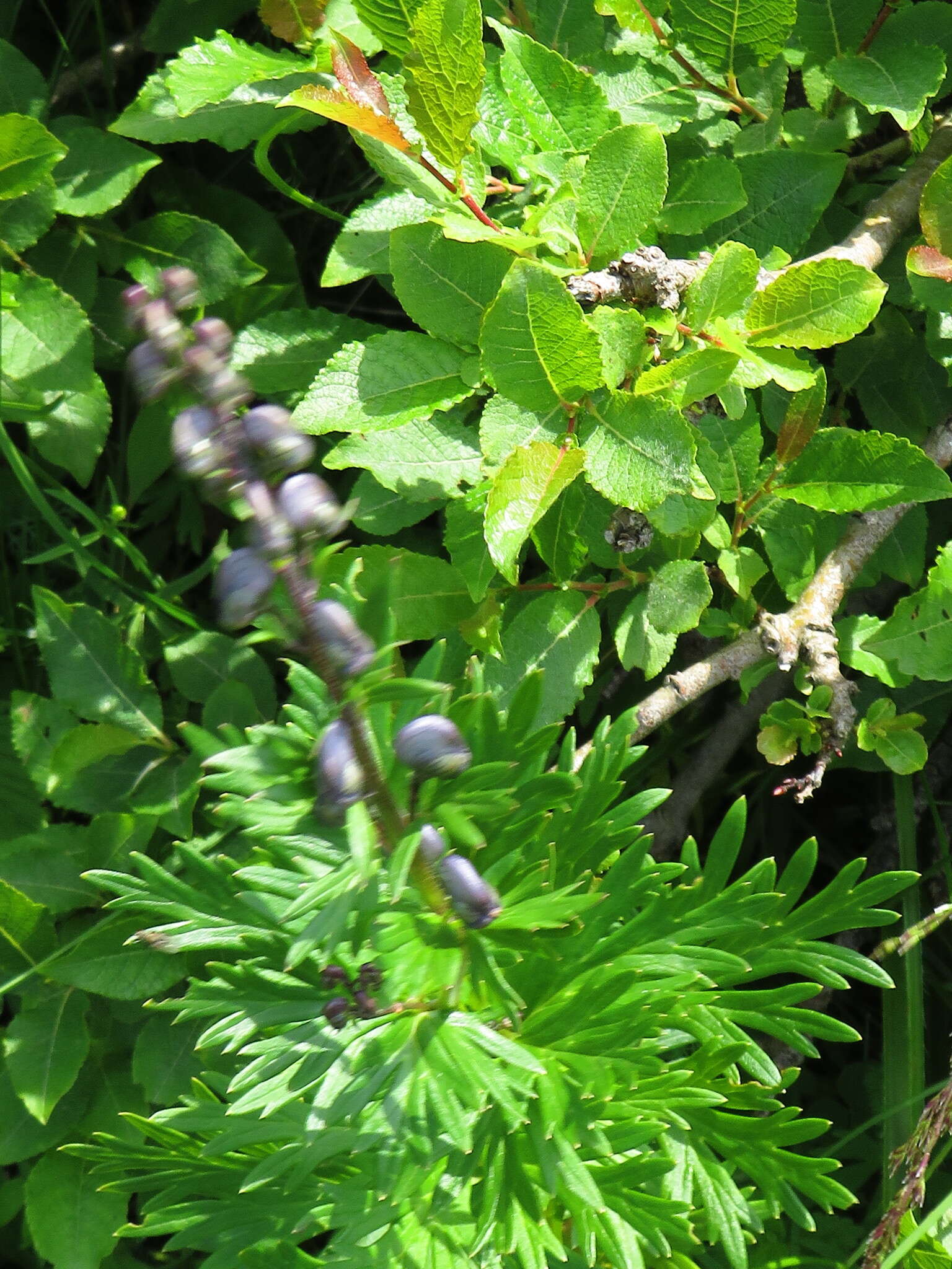 Imagem de Aconitum plicatum Koehler ex Reichb.