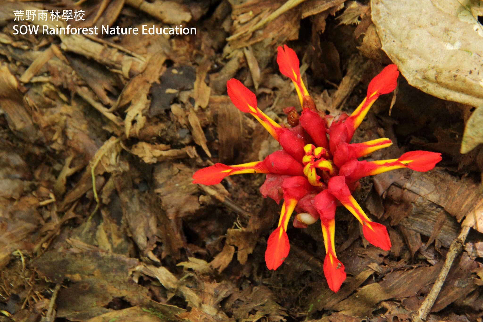 Image de Etlingera coccinea (Blume) S. Sakai & Nagam.