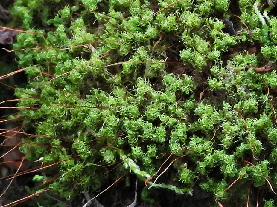 Image of tortured tortella moss