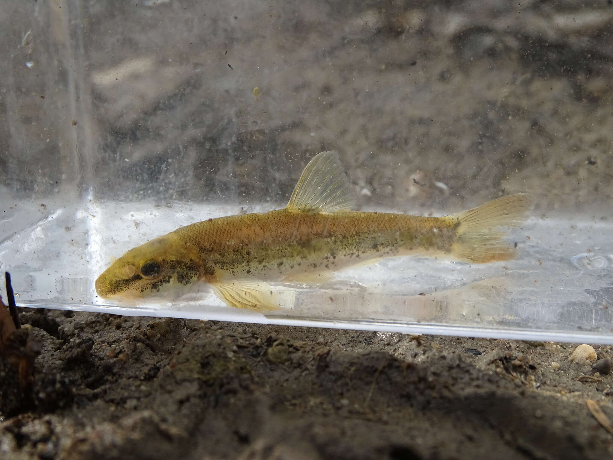 Image of Longnose Dace