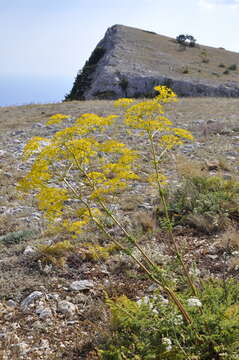 Image of Ferulago campestris (Besser) Grec.