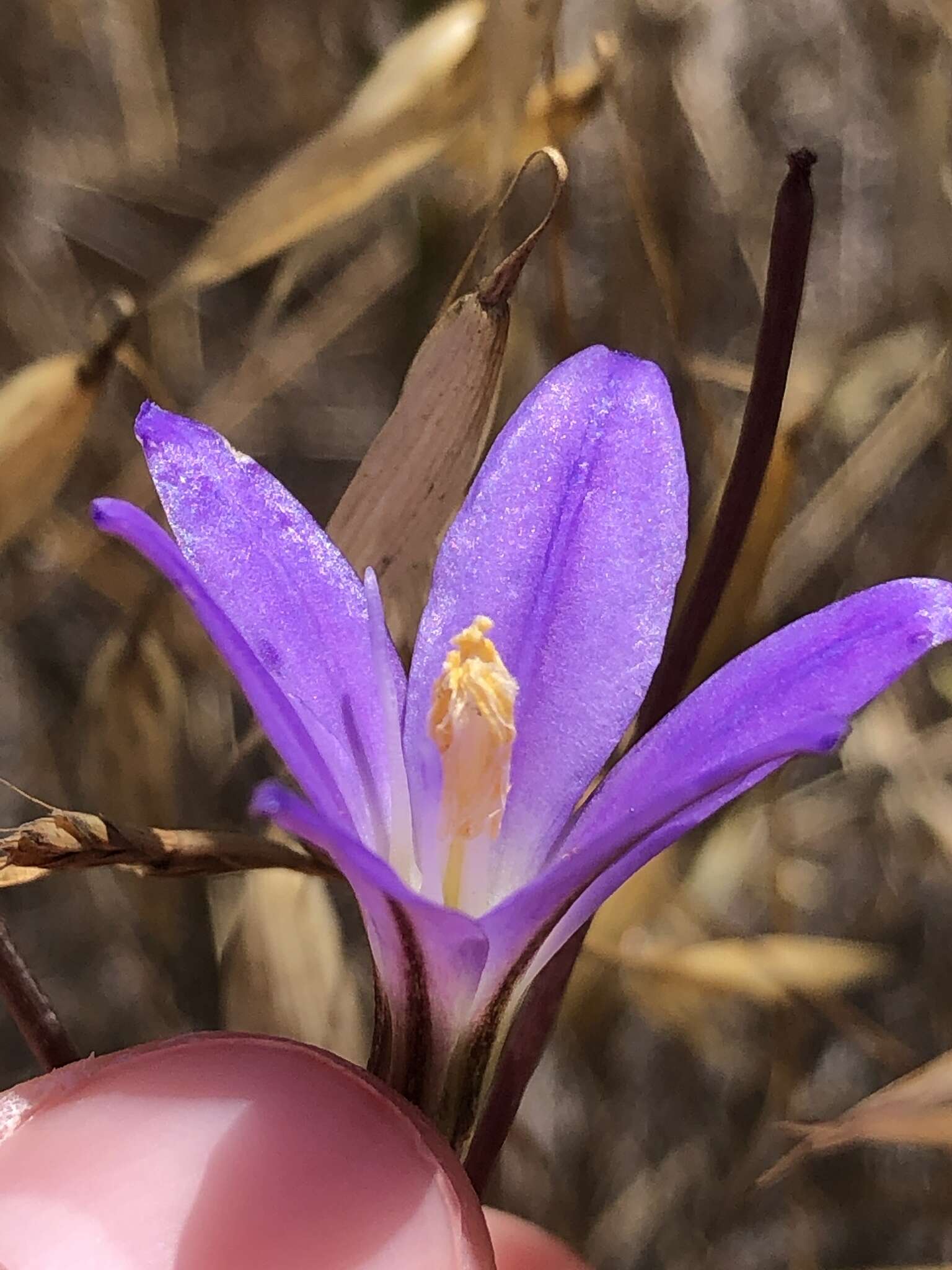 Слика од Brodiaea santarosae T. J. Chester, W. P. Armstr. & Madore