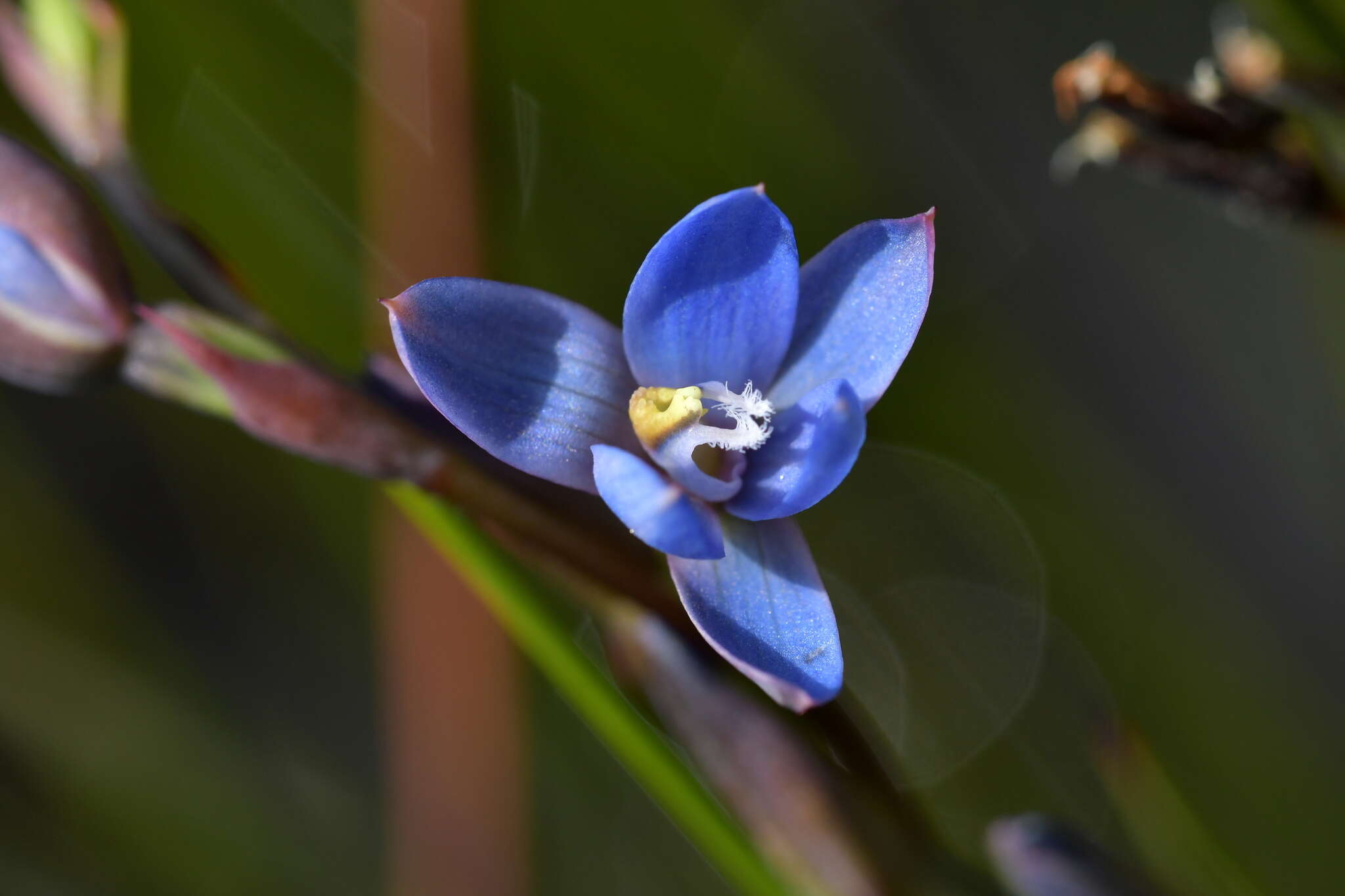 Image of Gumland sun orchid