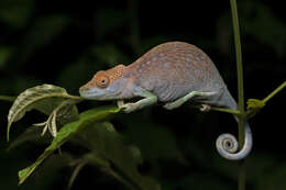 Image of Magombera Chameleon