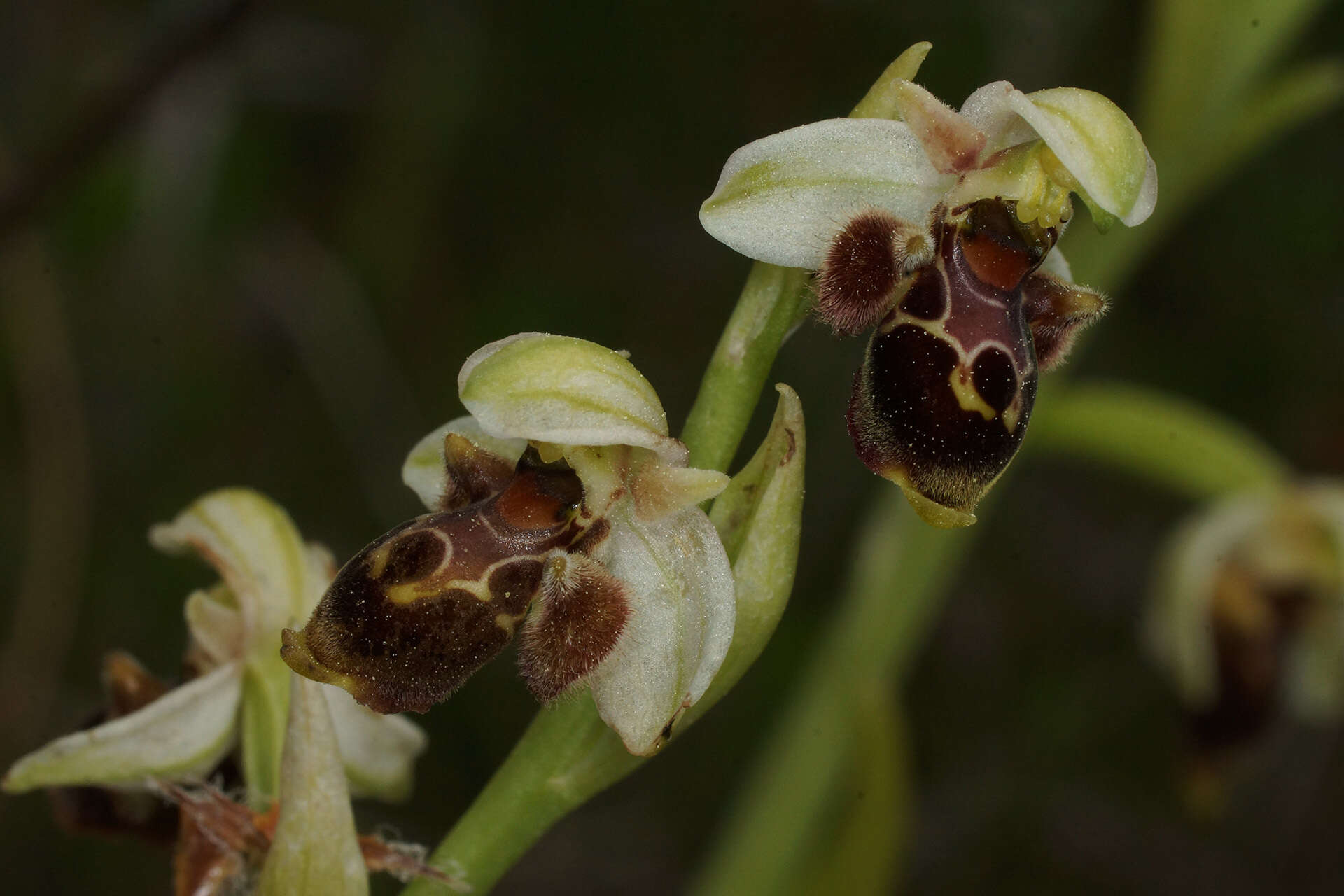 Image of Ophrys umbilicata subsp. lapethica (Gölz & H. R. Reinhard) Faurh.