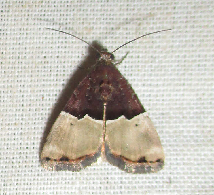 Image of Ozarba hemiochra Hampson 1910