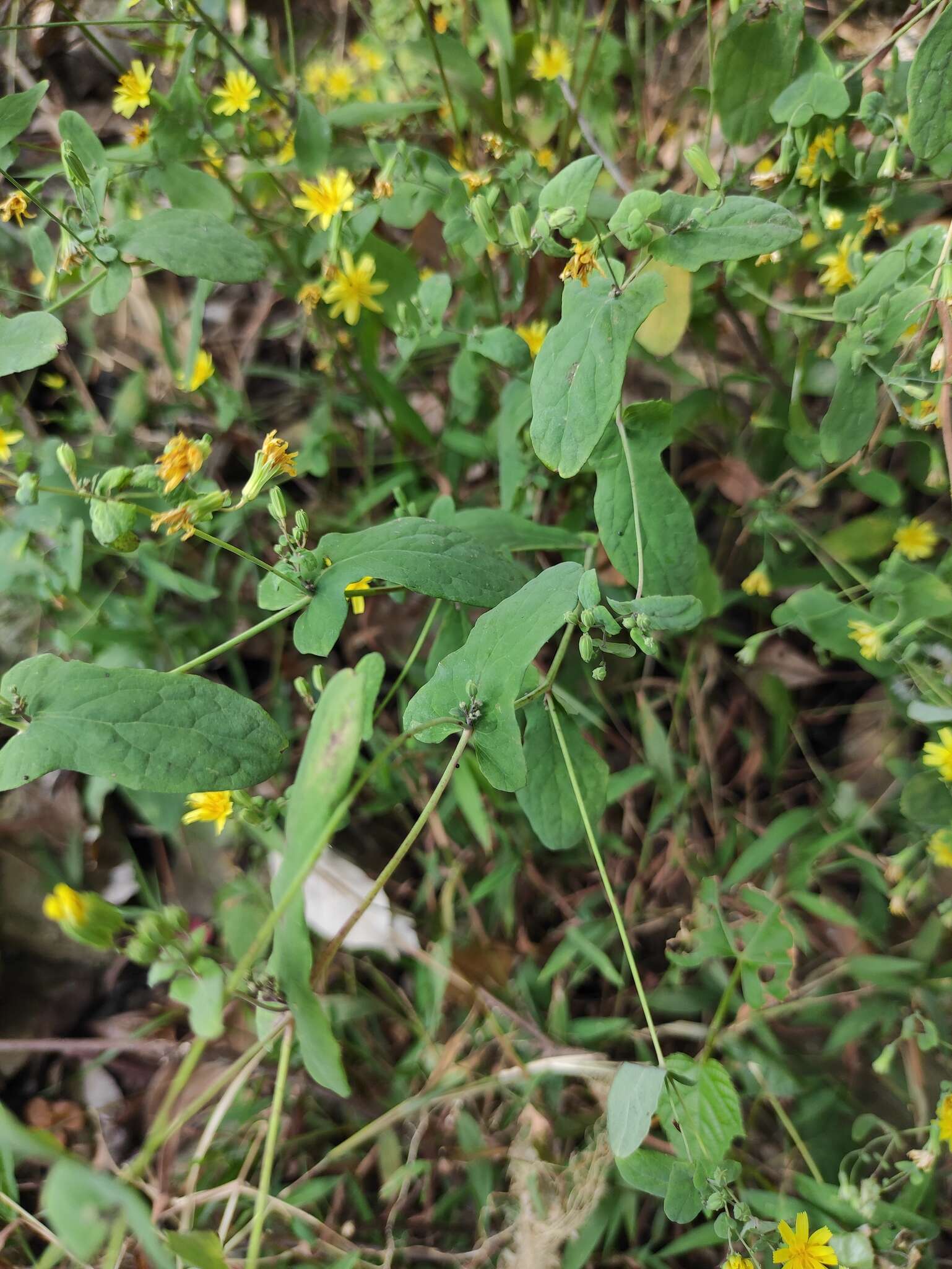 Image of Crepidiastrum denticulatum (Houtt.) J. H. Pak & Kawano