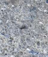 Image of Pavement ant