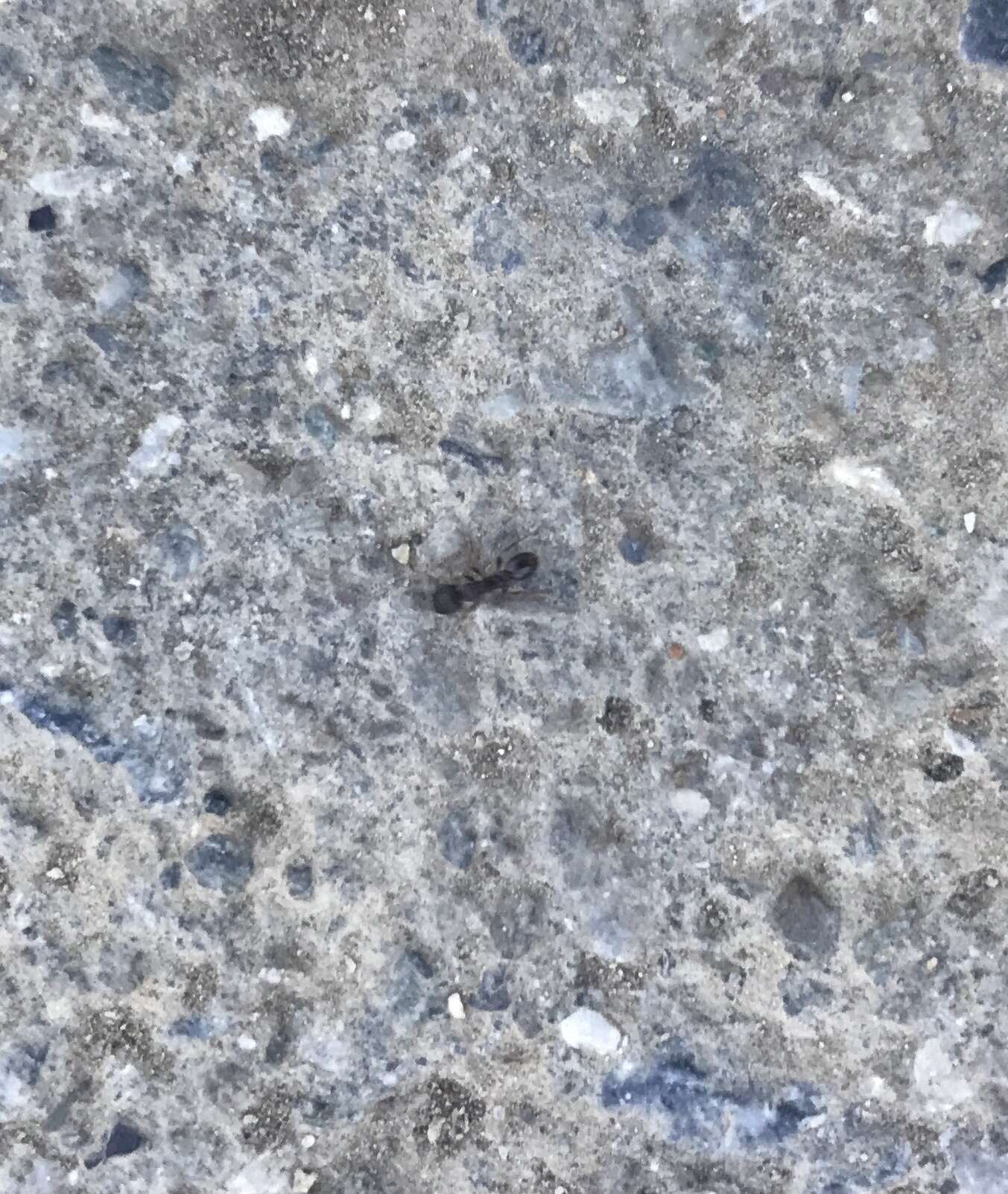 Image of Pavement ant