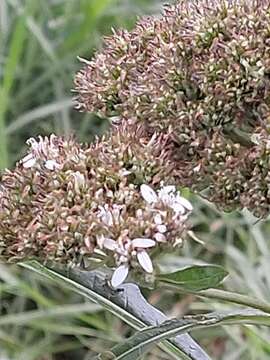 Image of Verbesina guatemalensis B. L. Rob. & Greenm.