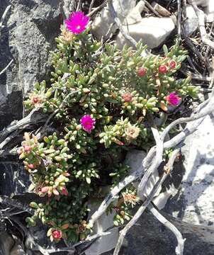 Image of Lampranthus salicola (L. Bol.) L. Bol.