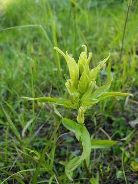 Image of Port Clarence Indian paintbrush