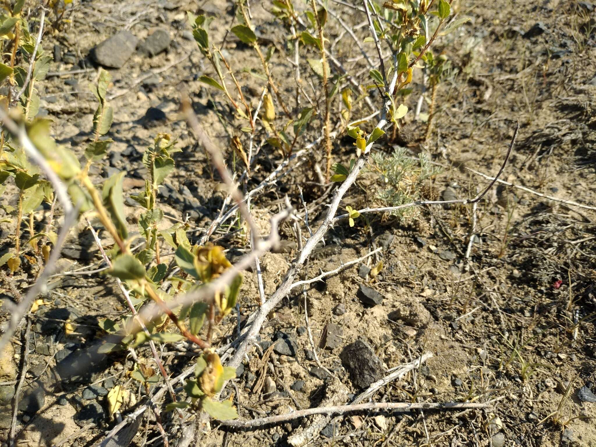 Image of Rosa persica Michx. ex J. F. Gmel.