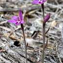 Image of Caladenia reptans Lindl.