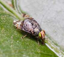 Image of Poecilotraphera