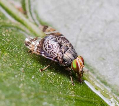 Sivun Poecilotraphera kuva