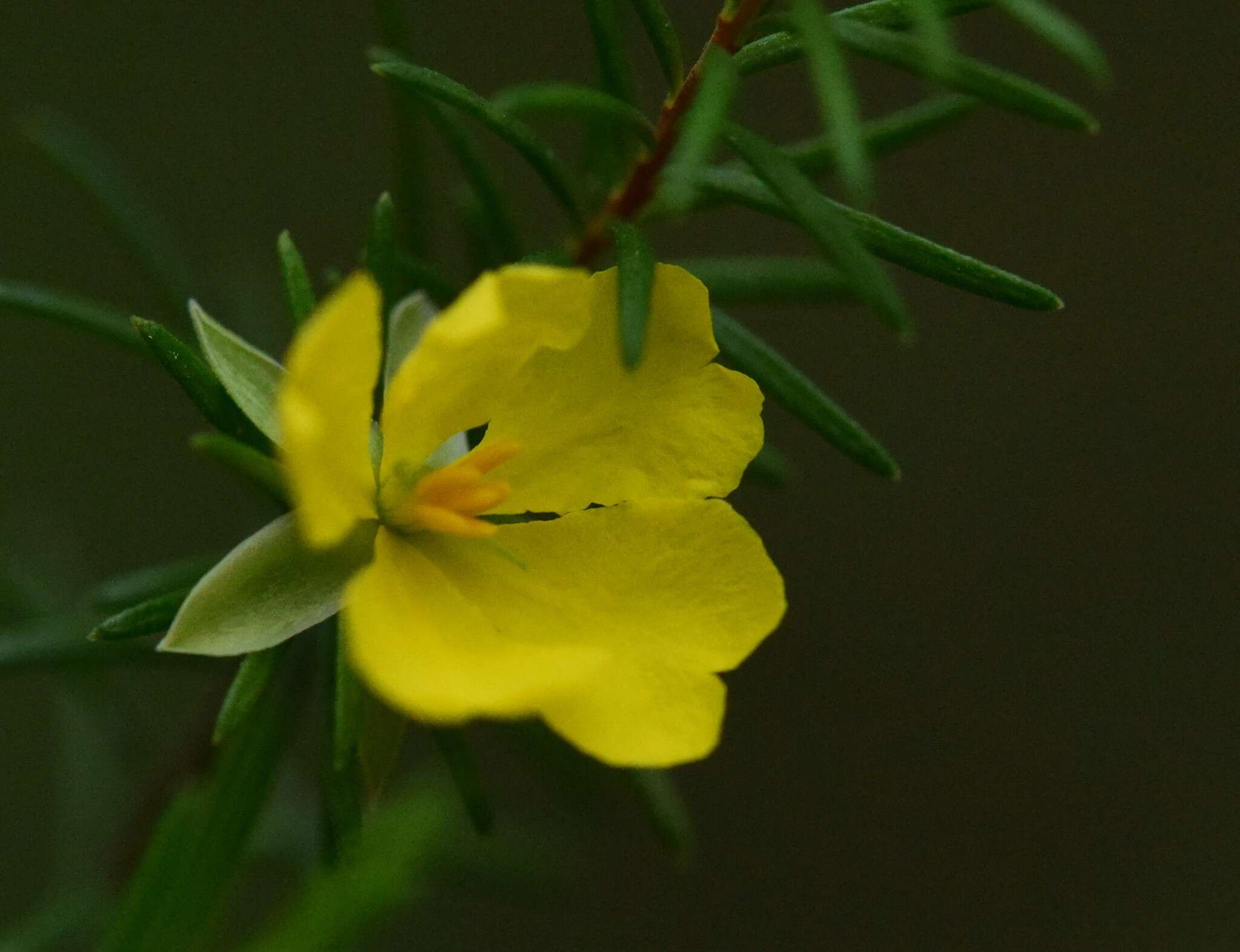 Hibbertia stricta subsp. stricta resmi