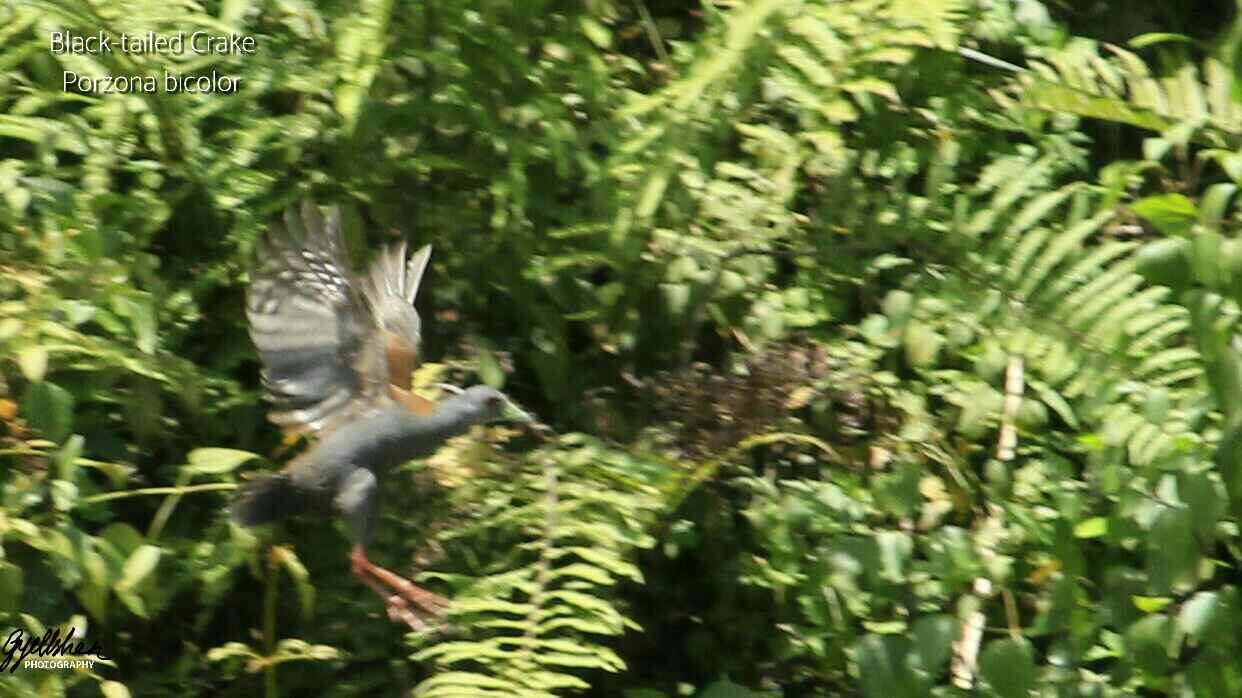 Image of Black-tailed Crake