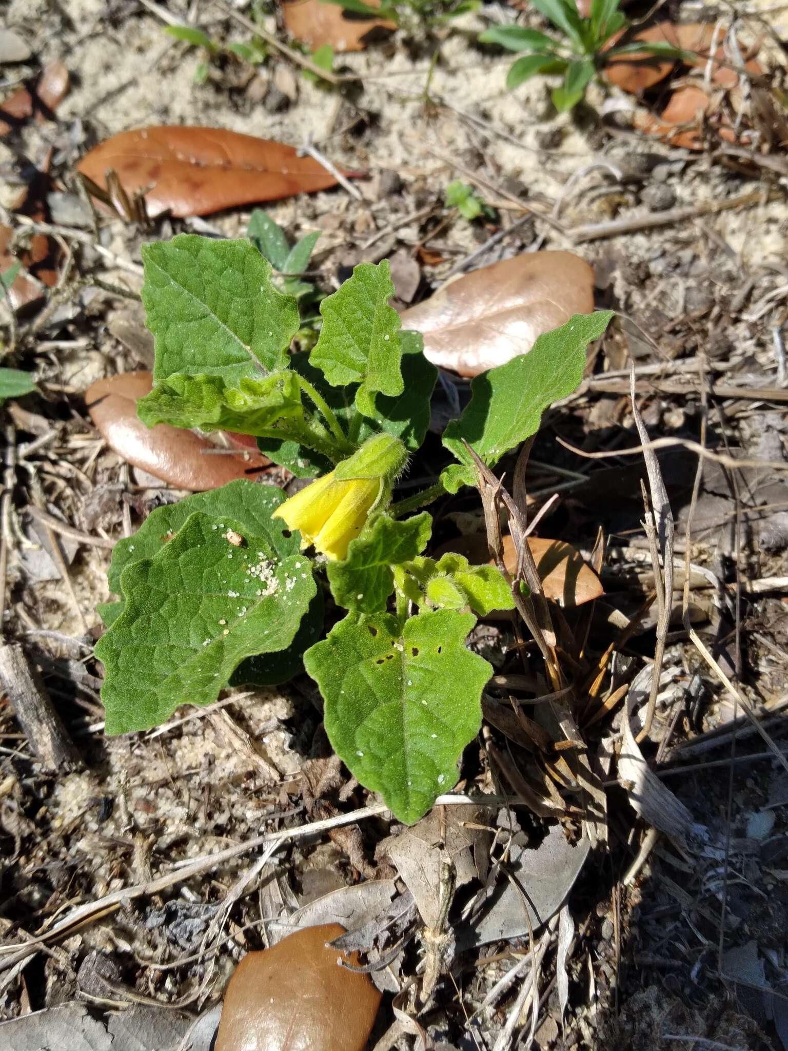 Plancia ëd Physalis arenicola Kearney