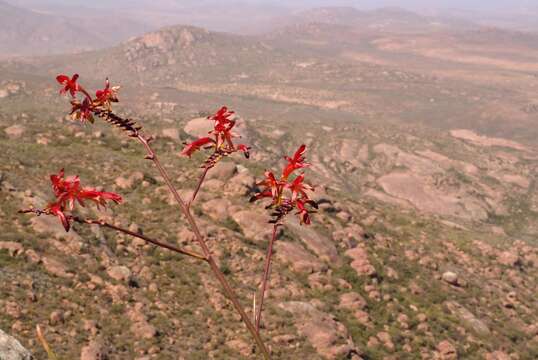 Imagem de Crocosmia fucata (Lindl.) M. P. de Vos