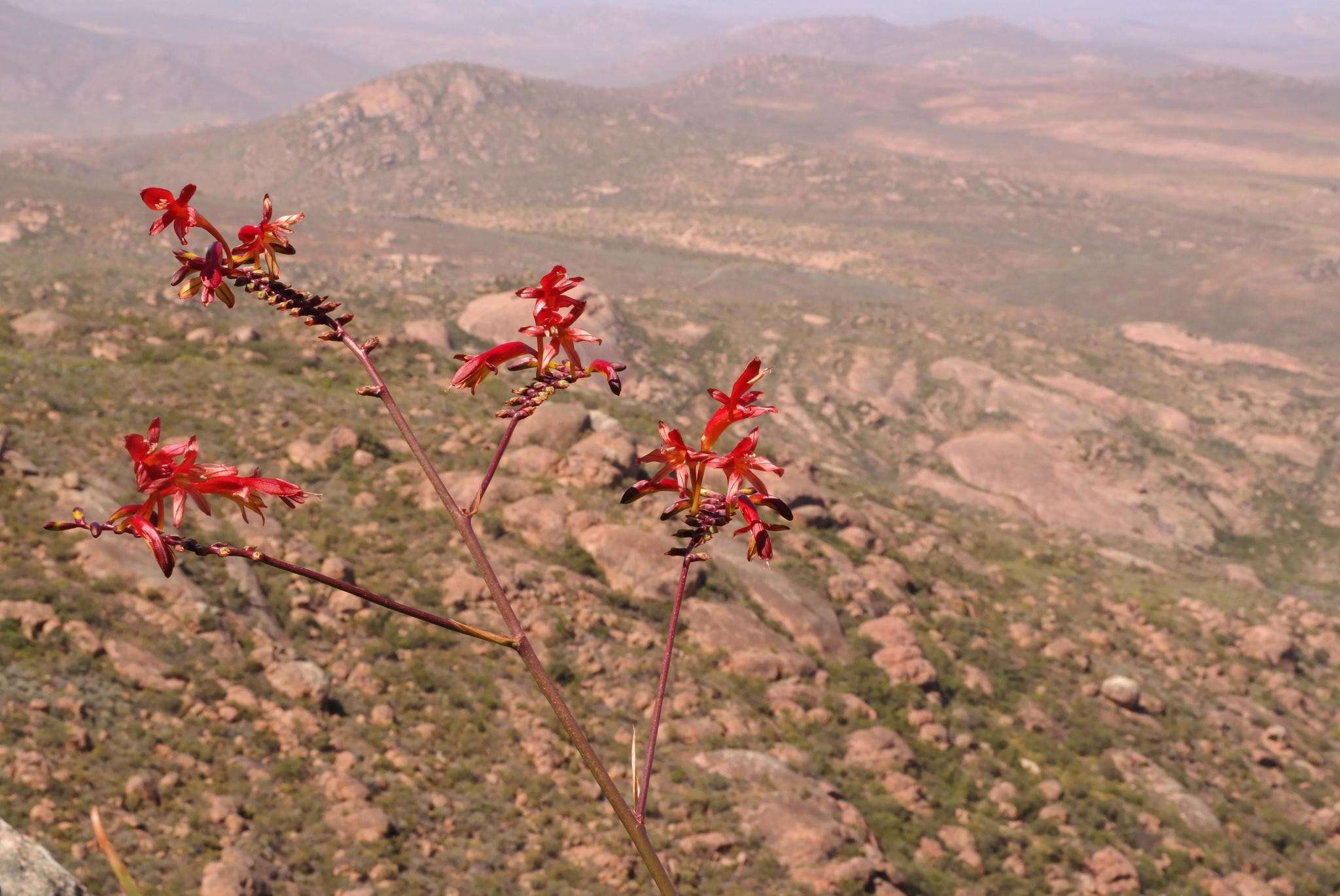 Image of Crocosmia fucata (Lindl.) M. P. de Vos