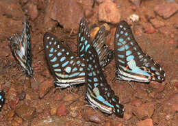 Image de Graphium arycles (Boisduval 1836)