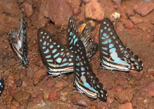 Слика од Graphium arycles (Boisduval 1836)