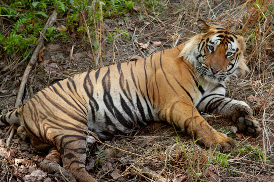 Image of Tiger