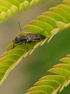 Imagem de <i>Ozodiceromyia nigrimana</i>