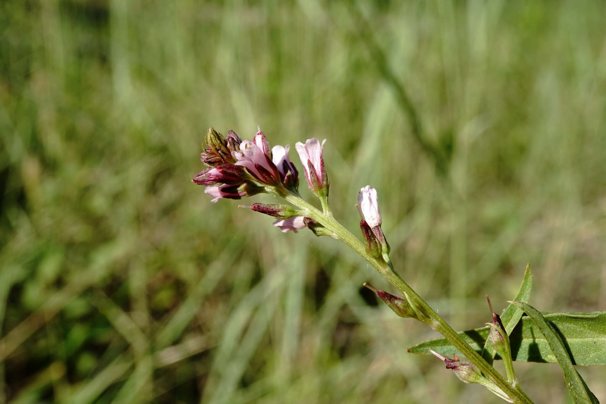 Image of Lysimachia dubia Solander