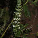 Image of Aloysia salviifolia (Hook. & Arn.) Moldenke