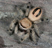 Image of jumping spider