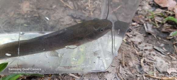 Image of Pale catfish