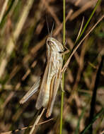 Image of Euchorthippus chopardi Descamps 1968