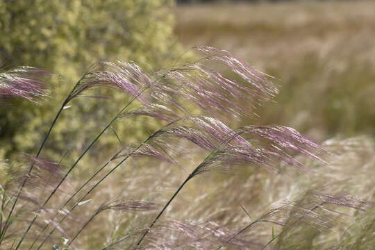 Imagem de Austrostipa platychaeta (Hughes) S. W. L. Jacobs & J. Everett