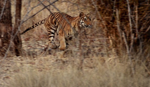 Image of Tiger