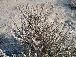 Image of Atriplex julacea S. Wats.