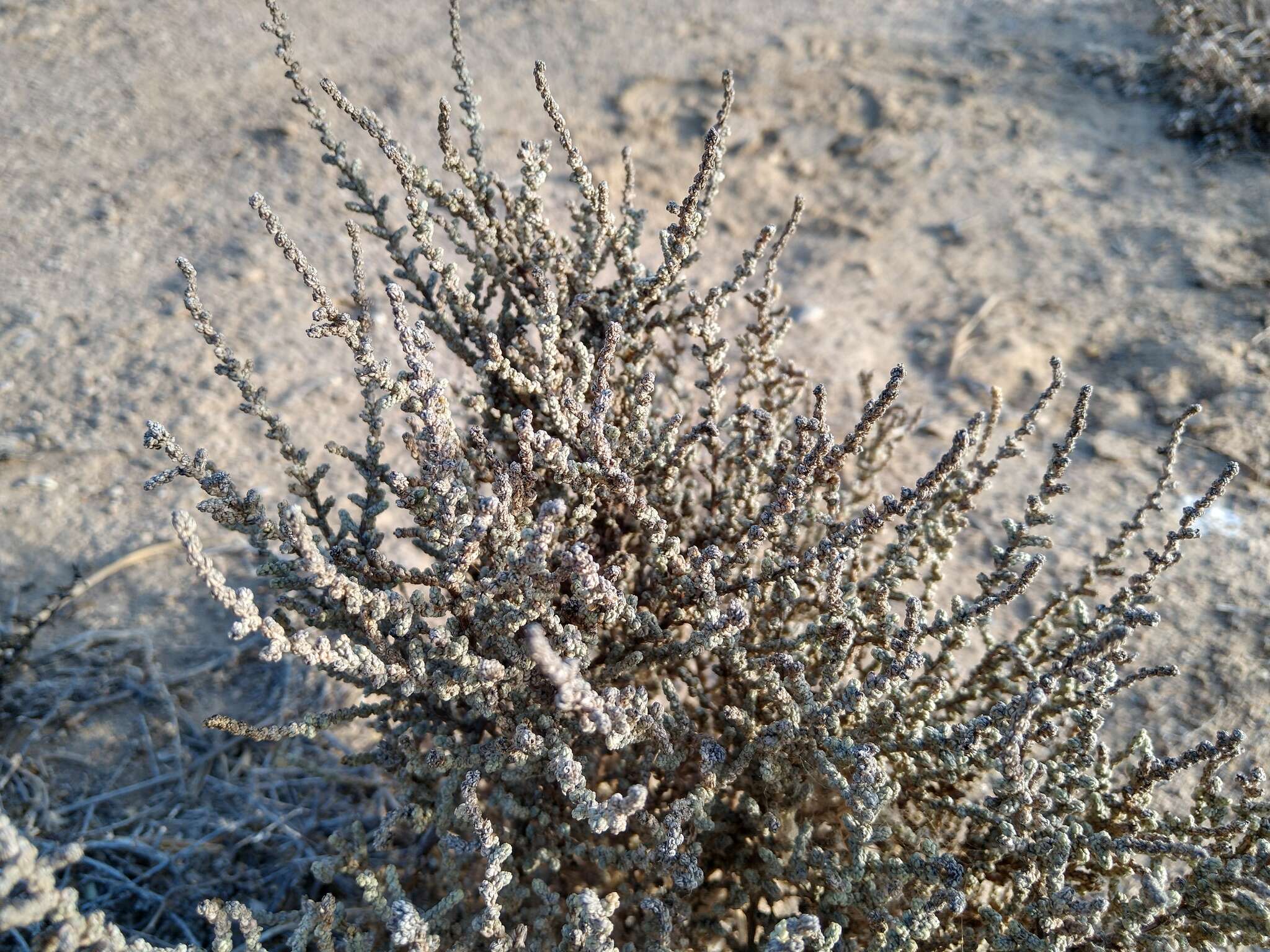 Image of Atriplex julacea S. Wats.