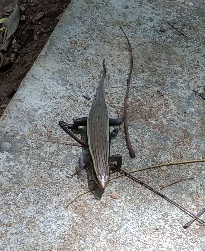 Imagem de Eutropis madaraszi (Méhely 1897)