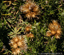 Imagem de Helichrysum hamulosum DC.